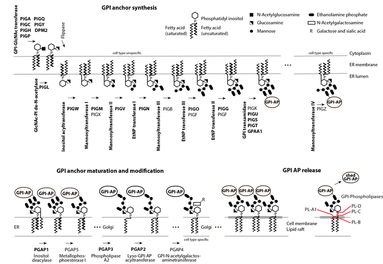 GPI anchor synthesis pathway updated.png