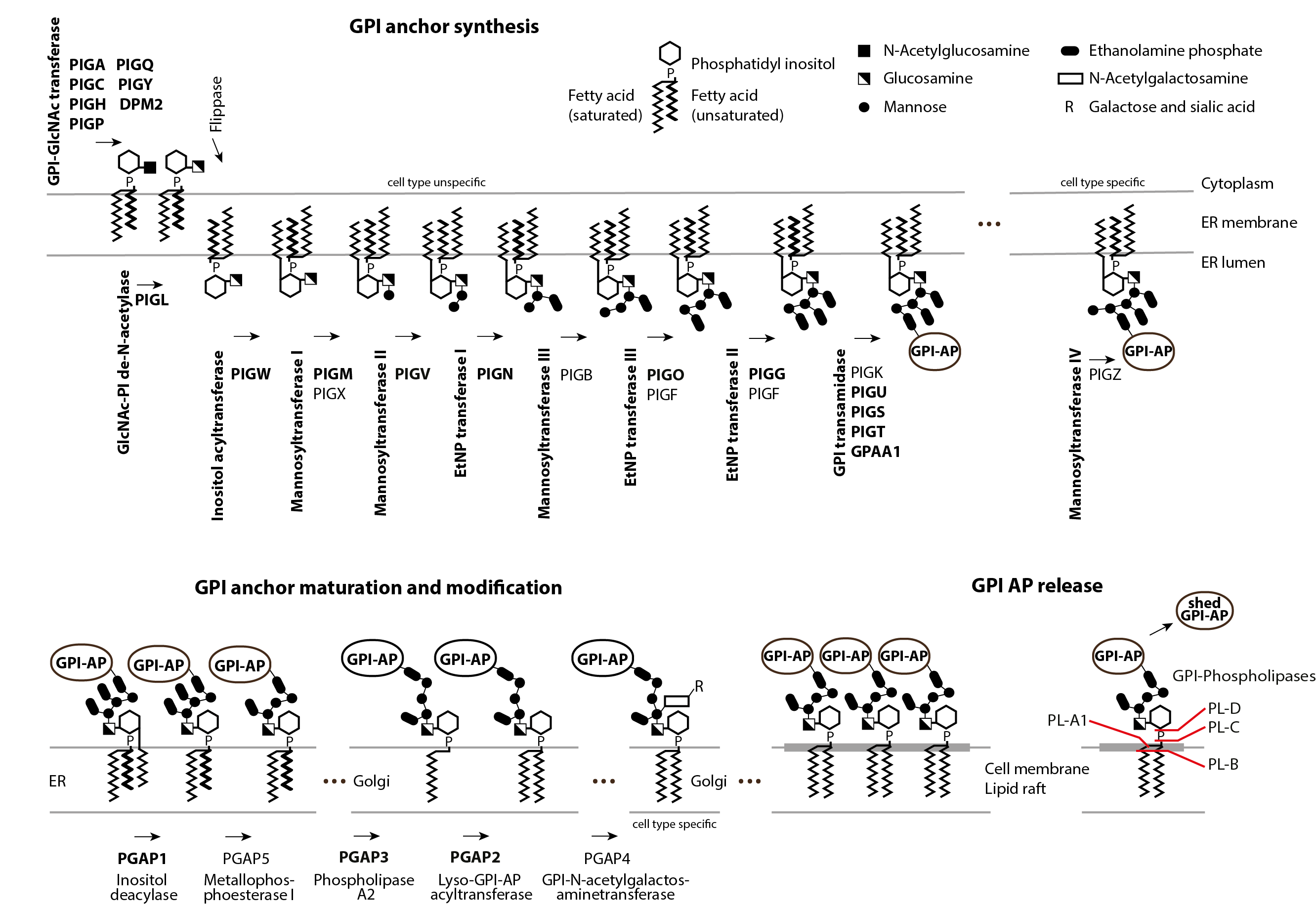 GPI anchor synthesis pathway updated.png