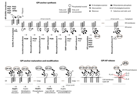 GPI anchor synthesis pathway updated.png