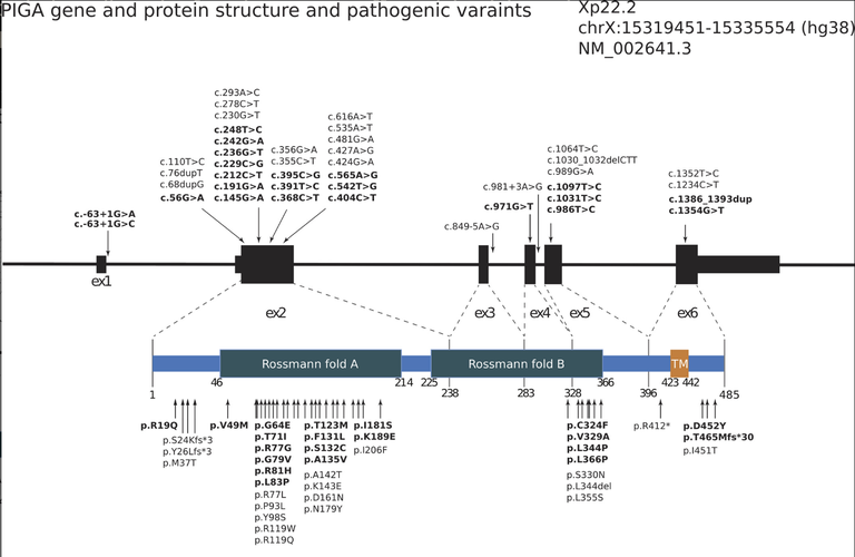 PIGA Mutation Landscape